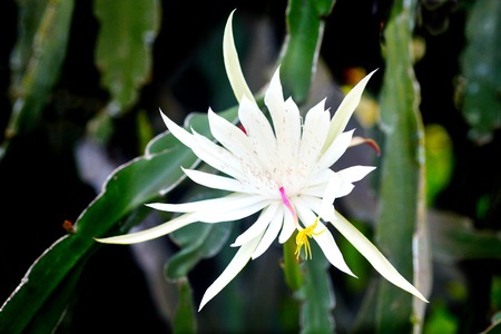 Nocturnal Pitahaya Dragon fruit flower blossom in early morning light. Nature background. Copy spaceの写真素材
