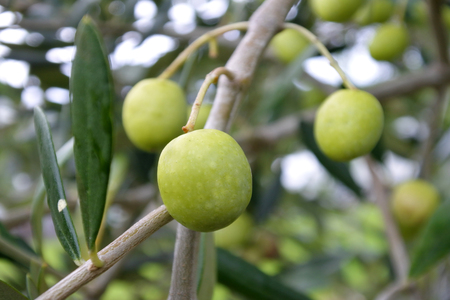 Fresh green olive fruit grow on olives tree. food backgrounds and textures. Copy spaceの写真素材