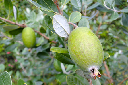 Feijoa fruit plant. food backgrounds and textures. Copy spaceの写真素材