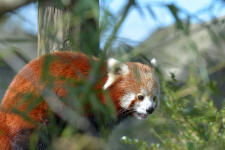Red panda on a tree branch looking away.The red panda has been classified as endangered by the IUCN, because its wild population is estimated at less than 10,000 mature individuals in the wildの写真素材