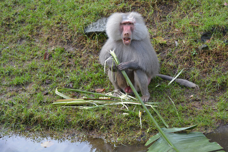 Male Hamadryas baboon eating a banana tree leaf on a river bank.  Hamadryas baboons are native to...