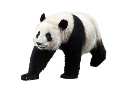 Giant panda isolated on white background. Giant pandas are no longer an endangered species.の写真素材