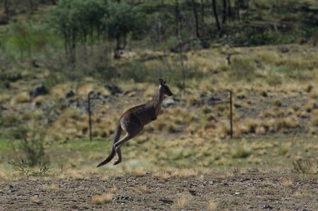 Kangaroo Jumping in the outback of Canberra Australia Capital Territoryの写真素材