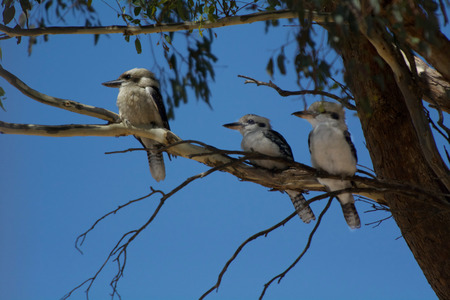 Three Kookaburra Birds,  terrestrial tree kingfisher, sitting on a gum tree branch looking away in the bush of Canberra Australian Capital Territory, Australia.の写真素材