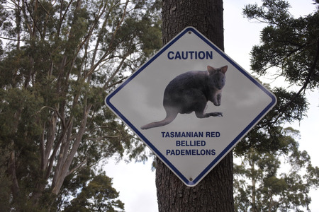 Caution road sign of Tasmanian red bellied pademelons on a tree in Tasman National Park Tasmania, Australia.の写真素材