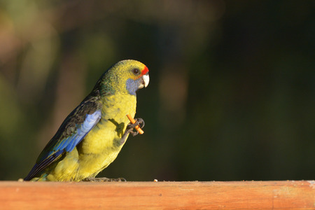 Green Rosella eating food in Tasmania Australia
