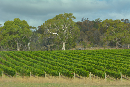 Landscape view of vineyard in Tasmania Australiaの写真素材