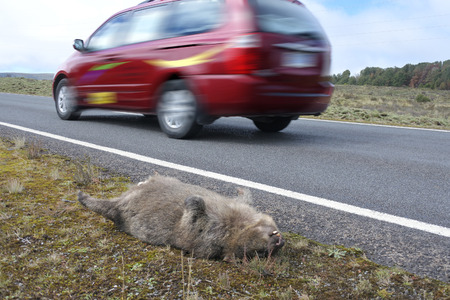 TASMANIA - MAR 23 2019:Roadkill wombat.Tasmania has long held the unenviable title ofの写真素材