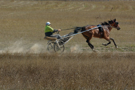 Launceston, Tasmania - March 14, 2019: One sulky driver exercising in open field in Tasmania. About 2,900 drivers and 4,000 trainers with 5,000 Standardbred horses foaled and registered each year in Australia.のeditorial素材