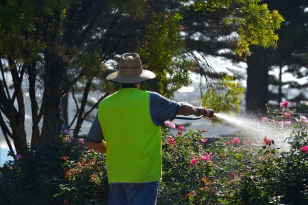 Active senior adult man watering rose flowers in a back yard garden.の写真素材