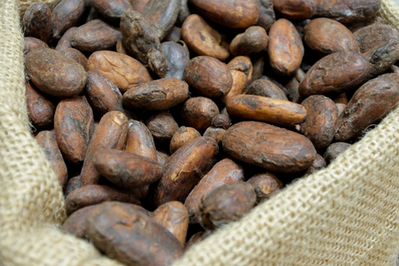 Close up of toasted cacao beans at a chocolate workshopの写真素材