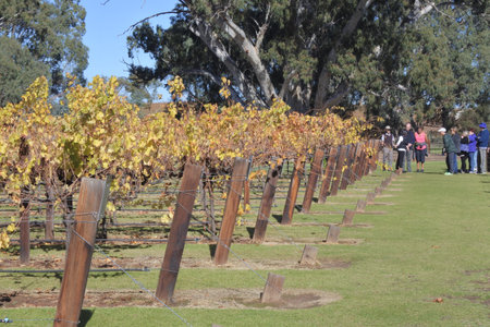 Adelaide, South Australia - May 14 2019:Wine tour in a Vineyard in Barossa Valley. Barossa Valley is a renowned wine-producing region northeast of Adelaide in South Australiaのeditorial素材