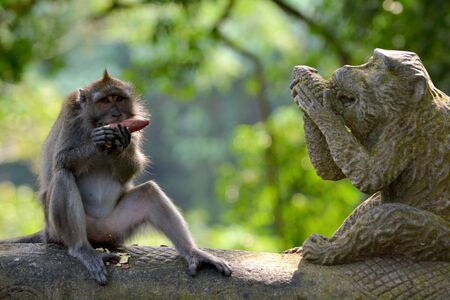 Balinese long-tailed Crab-eating macaque monkey male eating food in Sacred Monkey Forest Sanctuary in Ubud Bali Indonesia.の写真素材