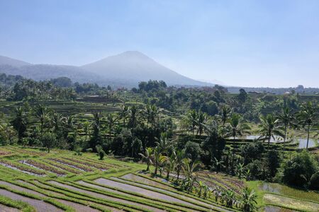 Rice field in Jatiluwih rice terraces in Bali Indonesia. Aerial point of view droneの写真素材