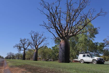 A row of large Boab trees growing in Derby town in Kimberley Region outback of Western Australia.