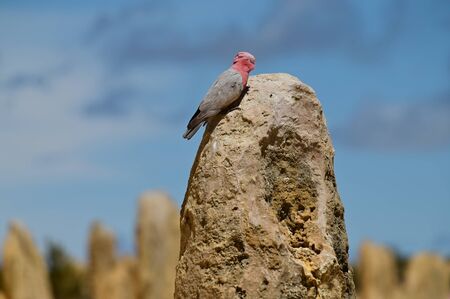 Galah bird Cockatoo sitting on a pinnacle in the pinnacles desert Western Australia.