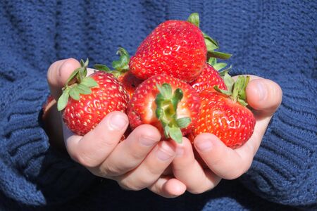 Hands of a young girl carrying fresh strawberries during pick up. No  people. Copy spaceの写真素材