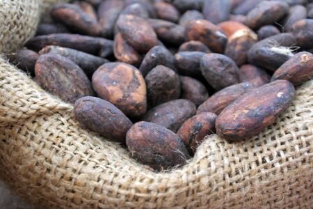 Raw Coffe Beans in a sackの写真素材