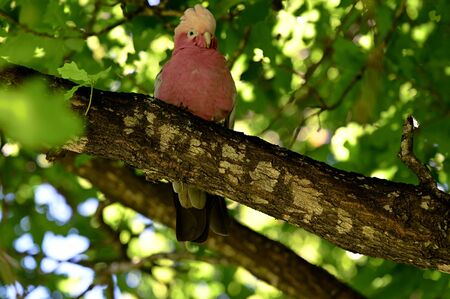 Galah parrot cockatoo bird sitting on a tree branch in Yanchep National Park near Perth in Western Australia.  Looking at cameraの写真素材