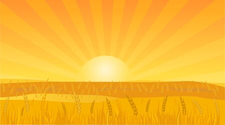 Landscape Background Vector Illustration of a Wheat Field at Sunsetのイラスト素材