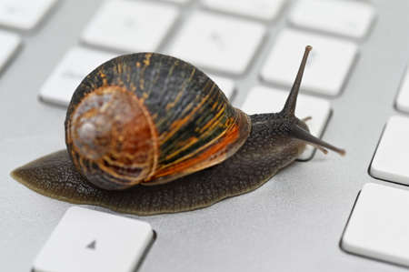 Close up of a snail crawling on computer keyboard concept metaphor of slow internet and software loading.の写真素材