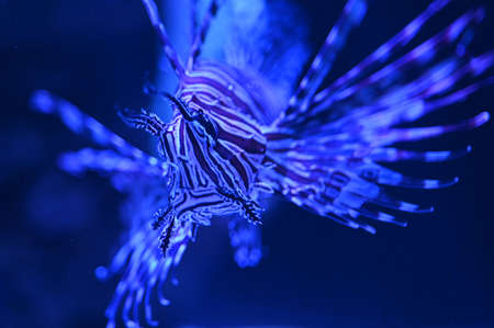 Lionfish pterois fish swimming underwater looking at cameraの写真素材