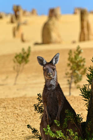 One Western grey kangaroo looking at camera in the pinnacles desert near Cervantes in Western Australiaの写真素材