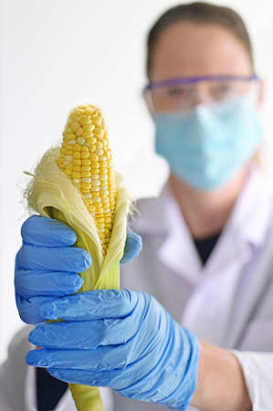 Female scientist holding a genetically modified corn in a laboratory.の写真素材