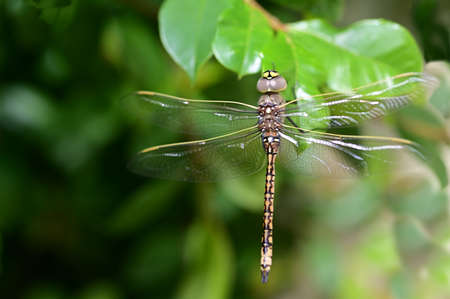 Australian Duskhawker (Austrogynacantha) Insect resting on a green leaf.It is the only known species...