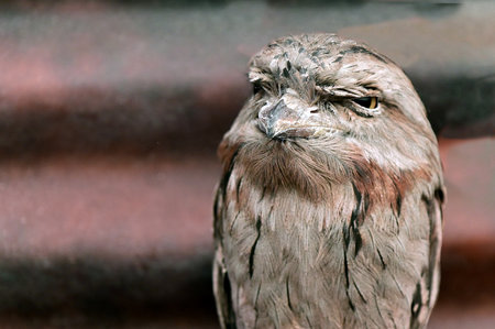 Tawny frogmouth (Podargus strigoides) bird portrait  looking away from camera.の写真素材