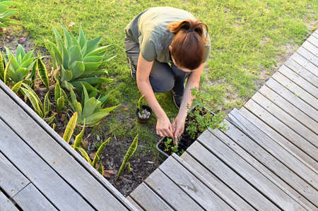 Young woman weeding plants in home garden.Real people. Copy spaceの写真素材