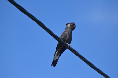 One Carnaby's black cockatoo (Zanda latirostris), short-billed black cockatoo, is a large black...