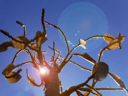 Low angle view of sunlight beam of light above a dry tree isolated against blue sky.