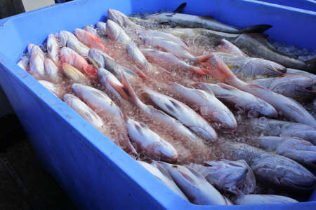 Large group of fresh fish in ice inside a container.