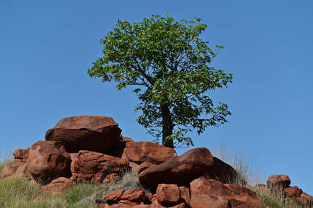 A lone tree gerowing on red rocks in Aerial Millstream Chichester National Park Western Australia