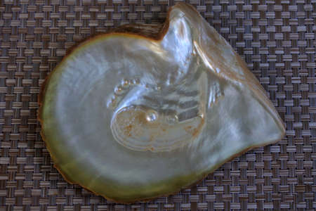 Australian Pinctada Maxima shell with white pearl .