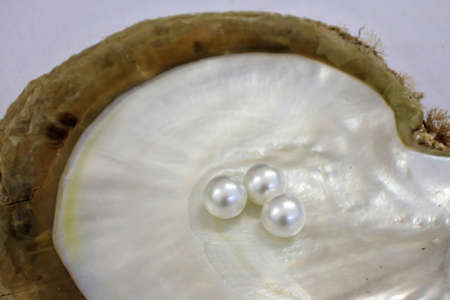 Three Australian South Sea pearl inside an oyster (Pinctada maxima).