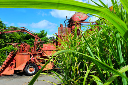 Modern sugarcane harvester in a sugar cane plantation fieldの写真素材
