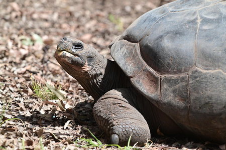 Large female GalÃ¡pagos giant tortoise (Chelonoidis niger) portrait.