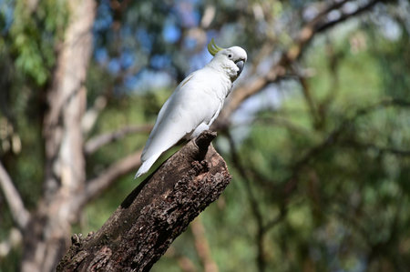 Yellow lesser sulphur crested cockatoo  (Cacatua sulphurea) on a tree branch in a forest in New South Wales, Australia.の写真素材