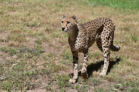 Lone male Cheetah (Acinonyx jubatus) is a large cat native to Africa and Southwest Asia, looking for...