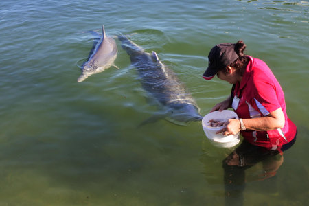 TIN CAN BAY - APRIL 17 2023:Local volunteer feed Australian Humpback Dolphins in Snapper Creek Queensland, Australia. Considered endangered species and vulnerable to habitat loss and water pollutionのeditorial素材