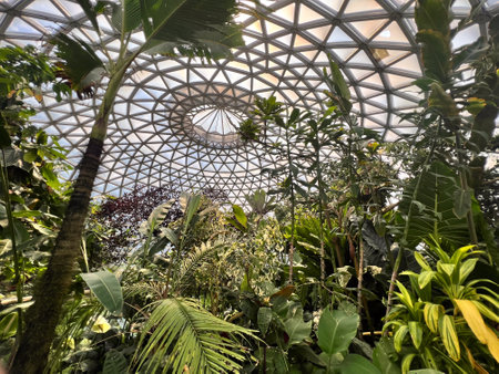 BRISBANE - DEC 12 2023:Australian trees and plants grow inside Brisbane Botanic Gardens Tropical Display Dome at Mt Coot-tha Queensland Australia.The gardens receive over a million visitors annually.のeditorial素材