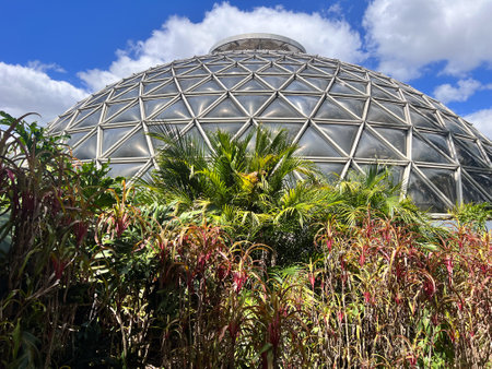BRISBANE - DEC 12 2023:Australian trees and plants grow inside Brisbane Botanic Gardens Tropical Display Dome at Mt Coot-tha Queensland Australia.The gardens receive over a million visitors annually.のeditorial素材