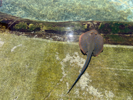 Sea ray stingray with spotted pattern on a bottom floor.