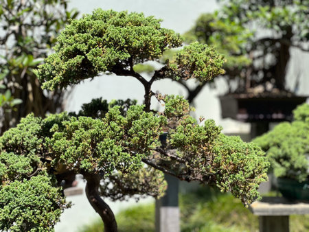 Bonsai trees. The purposes of bonsai are primarily contemplation for the viewer and the pleasant exercise of the grower. Bonsai are not grown for the production of food or for medicine.の写真素材