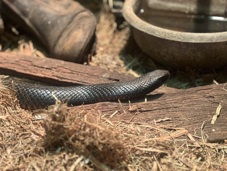 Red-bellied black snake Pseudechis porphyriacus crawl over hay on a barn ground.