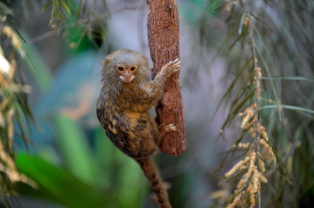 Pygmy marmoset on tree log in rain forest. It's apecies of small New World monkeys in the genus...