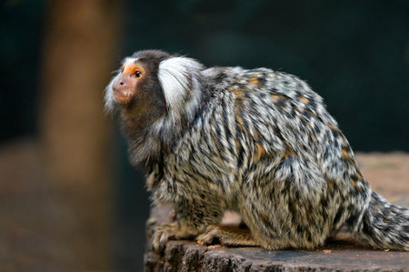 Common marmoset (Callithrix jacchus) , also called white-tufted marmoset or white-tufted-ear marmoset, is a New World monkey. It originally lived on the northeastern coast of Brazil.の写真素材