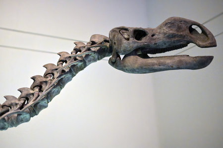 Australia features impressive dinosaur skeletons, including exhibits at the Australian Museum. Some...